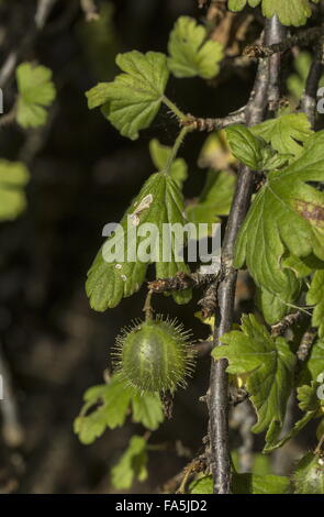 La maturazione wild uva spina e ribes uva-crispa frutto Foto Stock