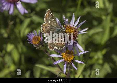 Oberthur di Skipper brizzolato, Pyrgus armoricanus su Siberian Aster, Alpi Italiane. Foto Stock