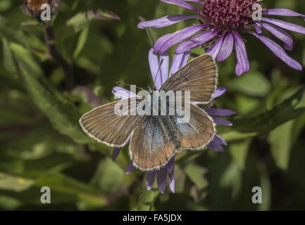 Damon femmina blu, Polyommatus damon, su aster. Alpi italiane Foto Stock