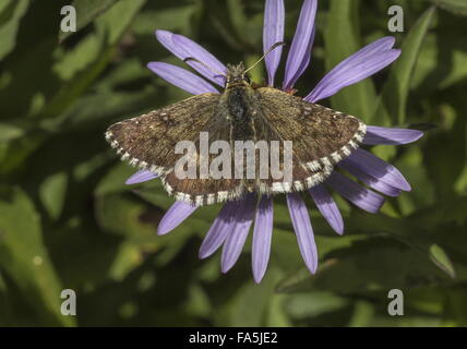 Warren's Skipper, Pyrgus warrenensis, il Siberiano aster, Alpi Italiane. Foto Stock