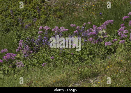 Fiorito prateria alpina con Adenostyles alpina e SOW-cardo, sulle alpi francesi. Foto Stock