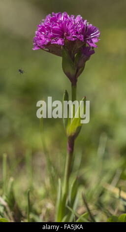 Catchfly alpine in fiore, con insetti, nel tappeto erboso di montagna. Molto rara nel regno Unito. Foto Stock