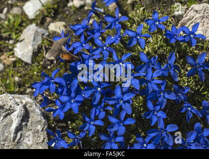 Hummingbird hawk moth sulla molla genziana, Gentiana verna in fiore in alpine turf, Francia. Foto Stock