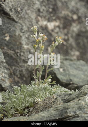 Genipi giallo o bianco Genipi, in fiore in alta quota nelle Alpi italiane. Foto Stock