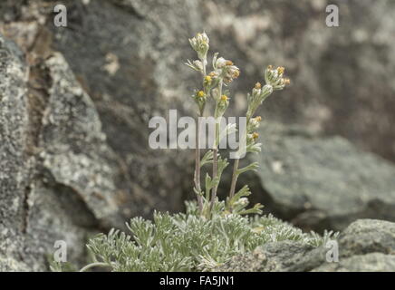 Genipi giallo o bianco Genipi, in fiore in alta quota nelle Alpi italiane. Foto Stock