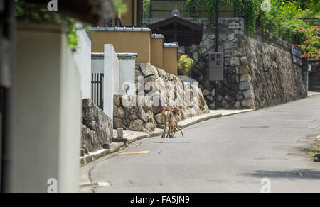 Fawn e mom cervi nelle strade di Miyajima Foto Stock