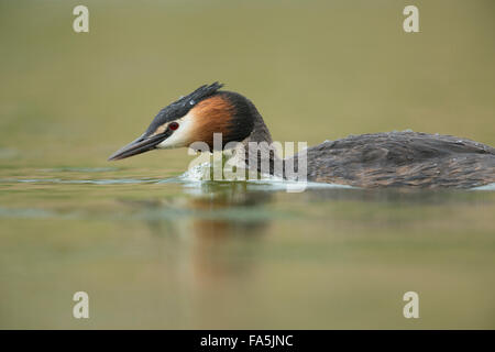 Svasso maggiore / Haubentaucher ( Podiceps cristatus ) nuota in fretta per proteggere il suo territorio / ricerca per il suo compagno. Foto Stock