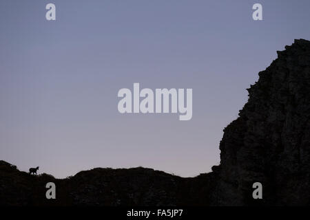 Sagoma del camoscio alpino / Gaemse ( Rupicapra rupicapra ) camminando sopra un crinale di montagna, lontano, alla luce del primo mattino, fauna selvatica, Europa. Foto Stock