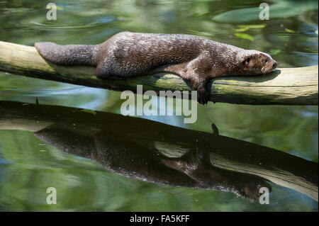 Avvistato a collo di lontra Lutra maculicollis, Uganda Foto Stock