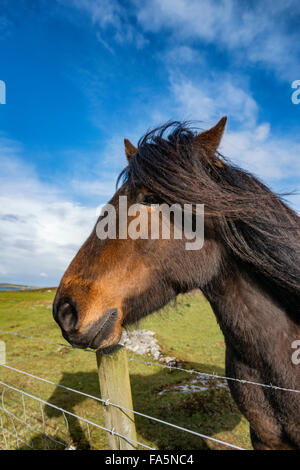 Un cavallo sul bordo del villaggio di Leverburgh sull'Isle of Harris Foto Stock