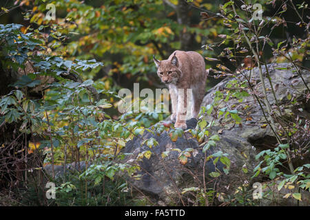 Eurasian Lynx / Eurasischer Luchs ( Lynx lynx ) caccia all'alba, si erge su una roccia tra colori autunnali cespugli e sottobosco. Foto Stock