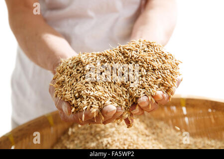 Il vecchio gli agricoltori tenendo il riso Foto Stock