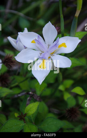 Una singola fioritura estesa di un Iris selvatico o Iris fairy (Dietes grandiflora) a Sydney, Australia Foto Stock