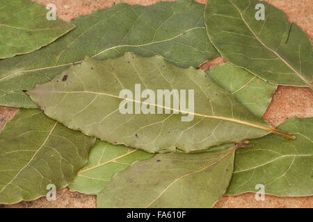 Bay Tree, dolce Bay, Lorbeerbaum, Lorbeerblätter, Lorbeer-Baum, Echter su Lorbeer, Edel-Lorbeer, Lorbeerblatt, Laurus nobilis Foto Stock