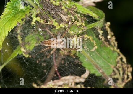 Fantastica pesca spider, vivaio spider web, Listspinne, List-Spinne, Raubspinne, Brautgeschenkspinne, Pisaura mirabilis Foto Stock