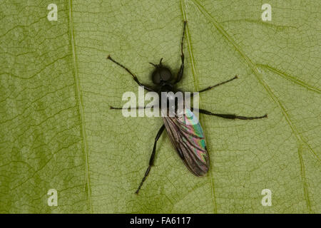 San Marco fly, marzo fly, maschio, Märzfliege, Märzmücke, Haarmücke, Männchen, Bibio marci, marzo vola, San Marco vola Foto Stock