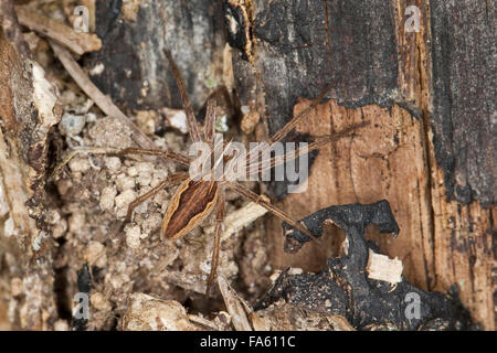 Fantastica pesca spider, vivaio spider web, Listspinne, List-Spinne, Raubspinne, Brautgeschenkspinne, Pisaura mirabilis Foto Stock