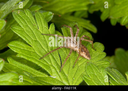 Fantastica pesca spider, vivaio spider web, Listspinne, List-Spinne, Raubspinne, Brautgeschenkspinne, Pisaura mirabilis Foto Stock