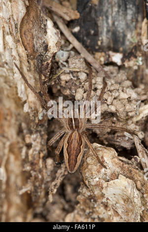 Fantastica pesca spider, vivaio spider web, Listspinne, List-Spinne, Raubspinne, Brautgeschenkspinne, Pisaura mirabilis Foto Stock