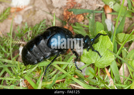 Olio violetto beetle, blister beetle, Violetter Maiwurm, Ölkäfer, Meloe tendente al violaceo, Blauer Maiwurm, Meloidae, le Méloé viola Foto Stock