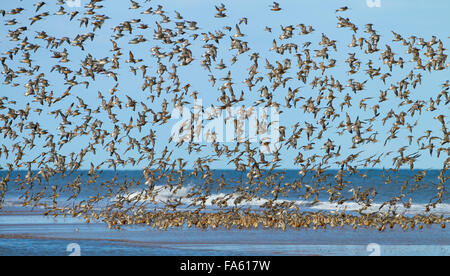 Grande gregge di black-tailed godwits Limosa limosa in volo su ad alta marea posatoio sul punto di Gore Norfolk Foto Stock