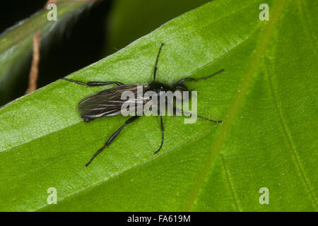 San Marco fly, marzo fly, maschio, Märzfliege, Märzmücke, Haarmücke, Männchen, Bibio marci, marzo vola, San Marco vola Foto Stock