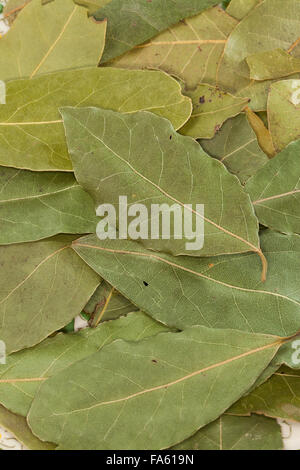 Bay Tree, dolce Bay, Lorbeerbaum, Lorbeerblätter, Lorbeer-Baum, Echter su Lorbeer, Edel-Lorbeer, Lorbeerblatt, Laurus nobilis Foto Stock