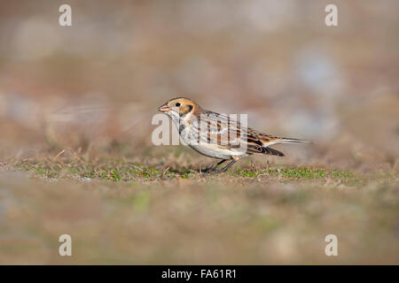 Lapland Bunting Calcarius lapponicus in inverno sulla costa est Norfolk Foto Stock