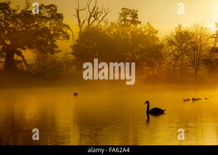 Cigni all alba mattinata nebbiosa Felbrigg Norfolk Foto Stock
