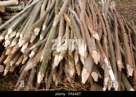 Gli steli tagliati in pali, nel bosco ceduo, Wetherby, West Yorkshire, Inghilterra, Marzo Foto Stock