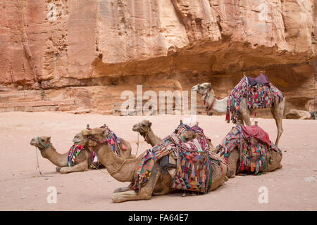 Cammelli nella zona del tesoro, Petra, Sito Patrimonio Mondiale dell'UNESCO, Giordania Foto Stock