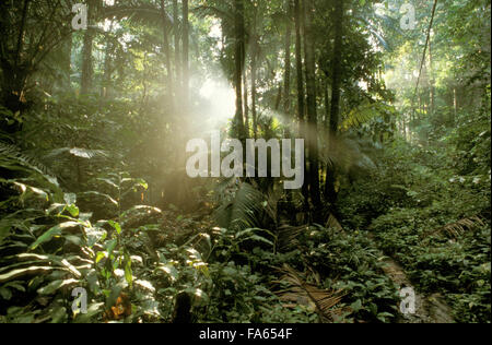 La foresta pluviale tra Tekek e Juara, Pulau Isola di Tioman, Malaysia, Foto Stock