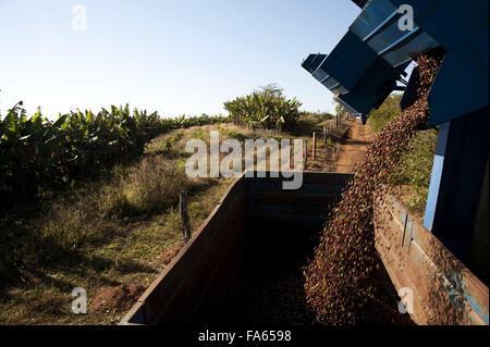 La raccolta meccanica di caffè nel comune rurale di Botelhos - a sud di Minas Gerais Foto Stock