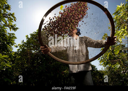 Abanacao i chicchi di caffè in comune rurale - a sud di Minas Gerais Foto Stock