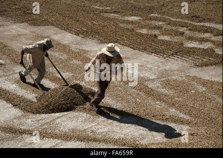 Lavoratori diffondere i chicchi di caffè nel patio per essiccamento al sole Foto Stock