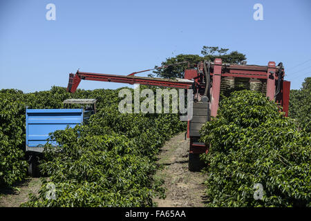 La raccolta meccanica di caffè in campagna Foto Stock