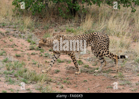 Sud Africa, Pretoria, centro di ricerca De Wildt Cheetah Shingwedzi & Wildlife preservare & Ann van Dyk Cheetah Center. Cheetah. Foto Stock