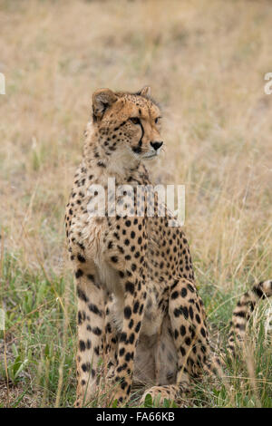 Sud Africa, Pretoria, centro di ricerca De Wildt Cheetah Shingwedzi & Wildlife preservare & Ann van Dyk Cheetah Center. Cheetah. Foto Stock