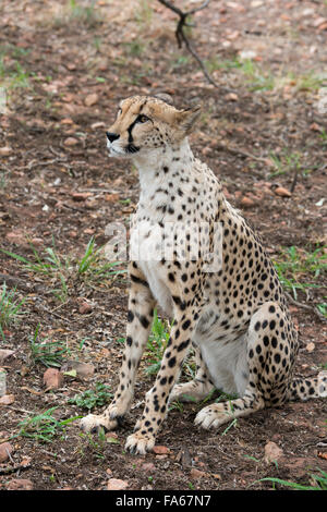 Sud Africa, Pretoria, centro di ricerca De Wildt Cheetah Shingwedzi & Wildlife preservare & Ann van Dyk Cheetah Center. Cheetah. Foto Stock