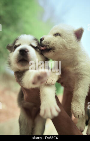 Due siberian husky cuccioli giocando Foto Stock