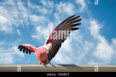 Galah Cockatoo (Cacatua roseicapilla) su una parete Foto Stock