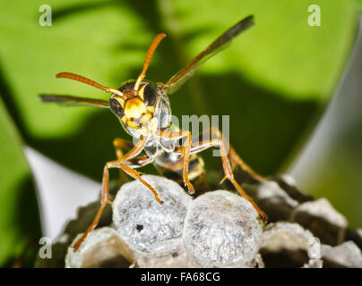 In prossimità di una vespa guardia hive Foto Stock