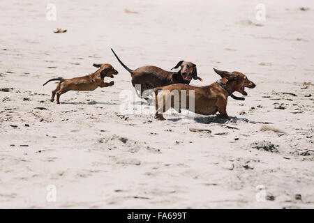 Tre bassotto Cani giocando sulla spiaggia Foto Stock