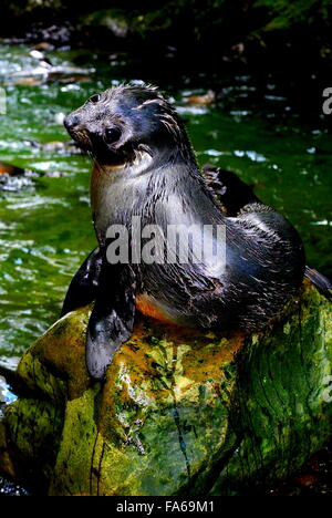 Guarnizione di tenuta in corrispondenza del cucciolo di Ohau cascata, Kaikoura, Nuova Zelanda Foto Stock