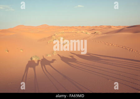 Camel train ombra nel deserto, Marrakech, Marocco Foto Stock