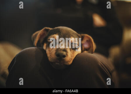 Un sonno Jack Russell Terrier cucciolo, poggiante su gambe umane Foto Stock