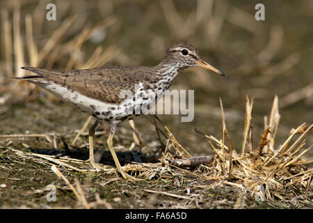 Spotted Sandpiper - Camp Lula Sams - Brownsville, Texas USA Foto Stock