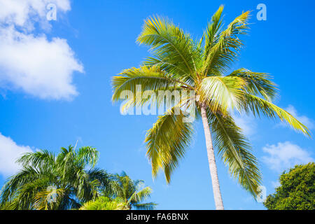 Palma da cocco albero più luminose blu cielo nuvoloso Foto Stock