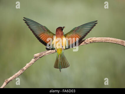 Bee eater uccello su un ramo con ali stese, Pitillas, Navarra, Spagna Foto Stock