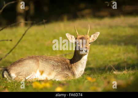 Daini (Dama Dama) maschio in appoggio in un prato. Il prossimo autunno la luce del sole e i colori della natura sono chiaramente visibili sullo sfondo. Foto Stock